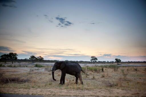 Le Zimbabwe vend ses animaux sauvages pour les sauver de la sécheresse