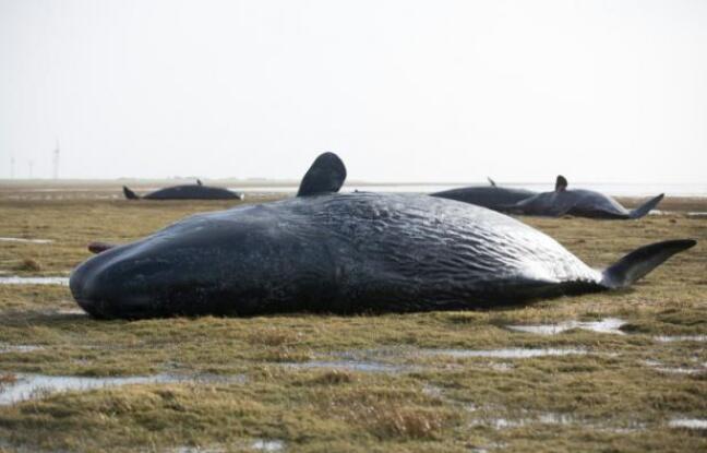 Mexique: 27 baleines s’échouent sur une plage, seules 3 survivent