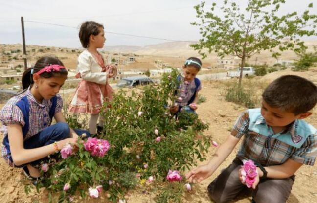 La célèbre rose de Damas flétrie par la guerre