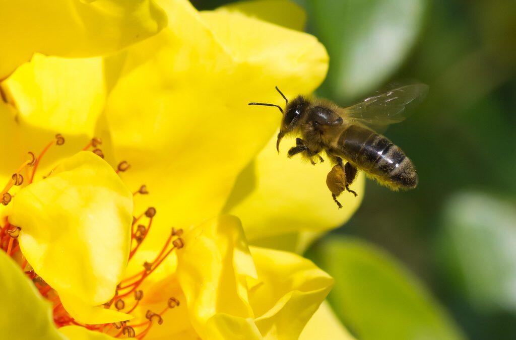 Les abeilles indiquent la bonne santé des écosystèmes agricoles