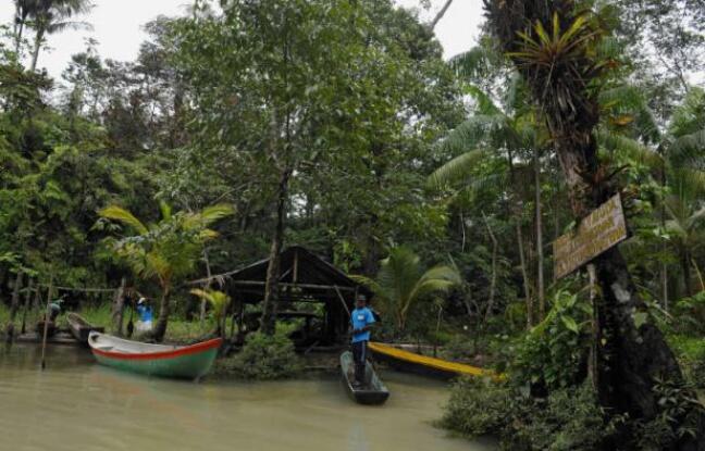 La paix en Colombie, espoir des chercheurs de découvrir de nouvelles espèces