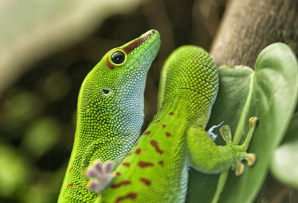 Intégrer la diversité biologique pour le maintien des populations