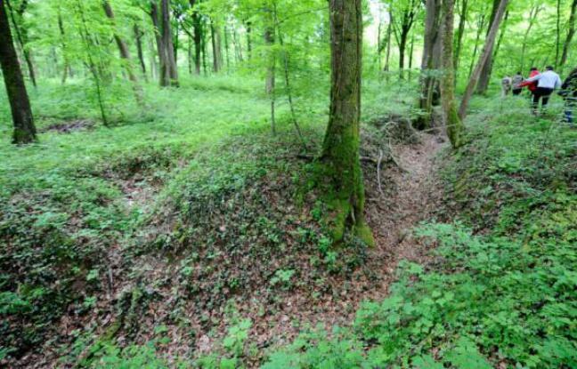 La forêt de Verdun, écrin vert créé par la guerre