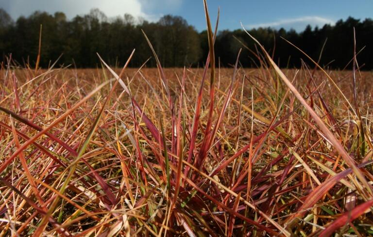 UE/Glyphosate: le gouvernement doit « clarifier » sa position sur le renouvellement de l’autorisation