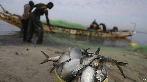 Chile’s red tide outbreak recedes, giving fishermen a break