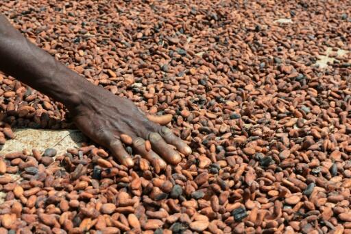 Côte d’Ivoire: accord entre un chocolatier français et les producteurs pour une cacaoculture durable