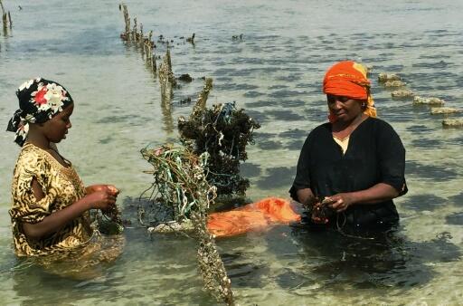 A Zanzibar, la culture des algues prend l’eau