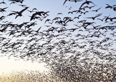 Las-aves-migratorias-ya-no-cruzan-el-Estrecho-de-Gibraltar