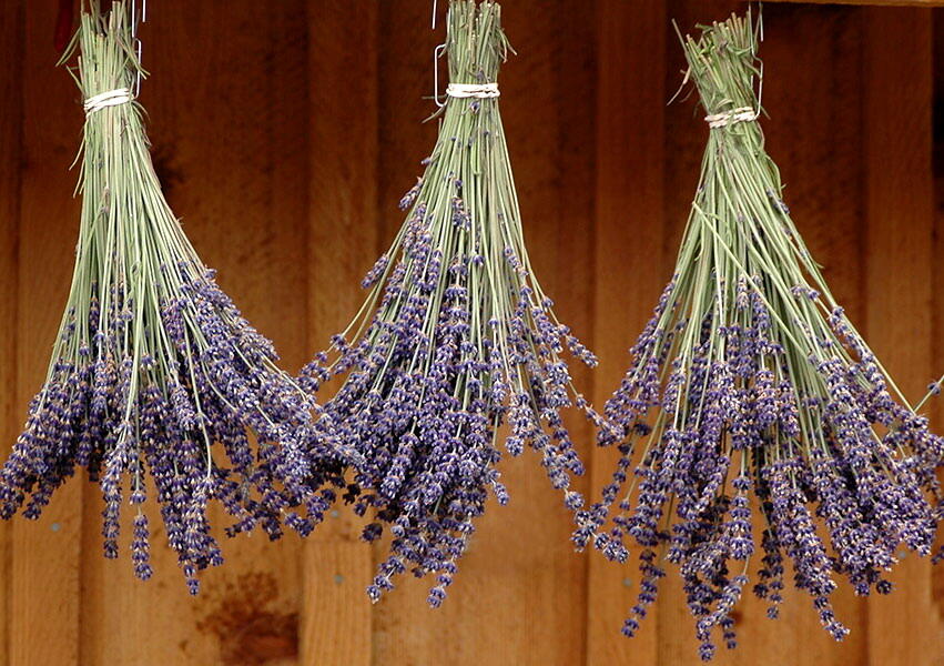 Lavender1