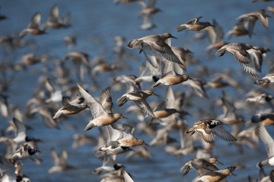 Red knot1