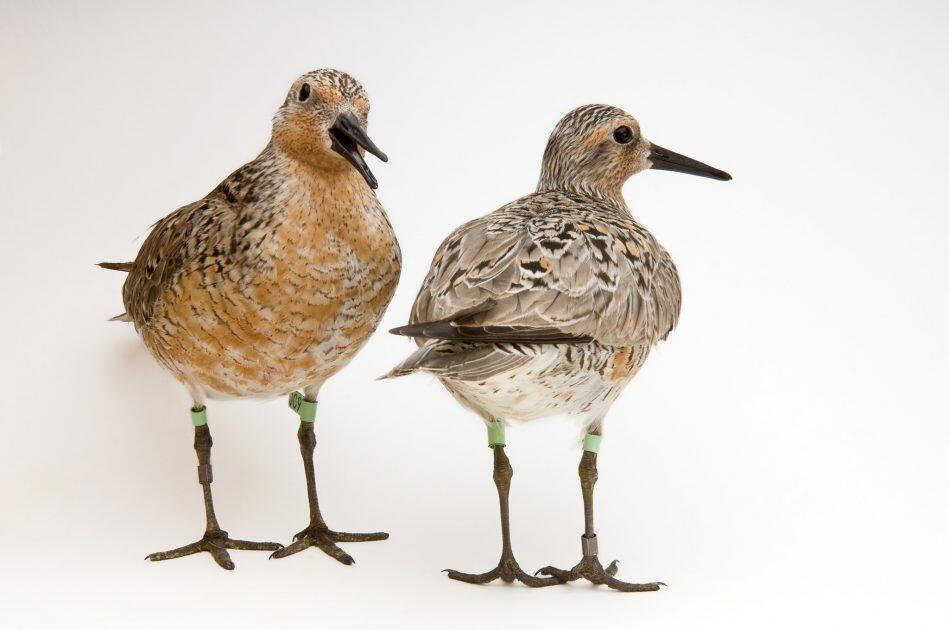 Red knot sandpipers, Calidris canutus rufa.