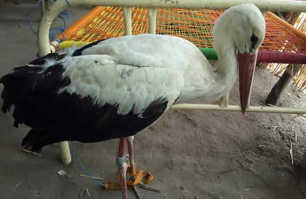 Greenarea International launches a campaign to return a stork that arrived to Sudan carrying a Polish ring