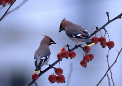 Two-birds-standing-in-the-berries-tree-branch_1280x1024