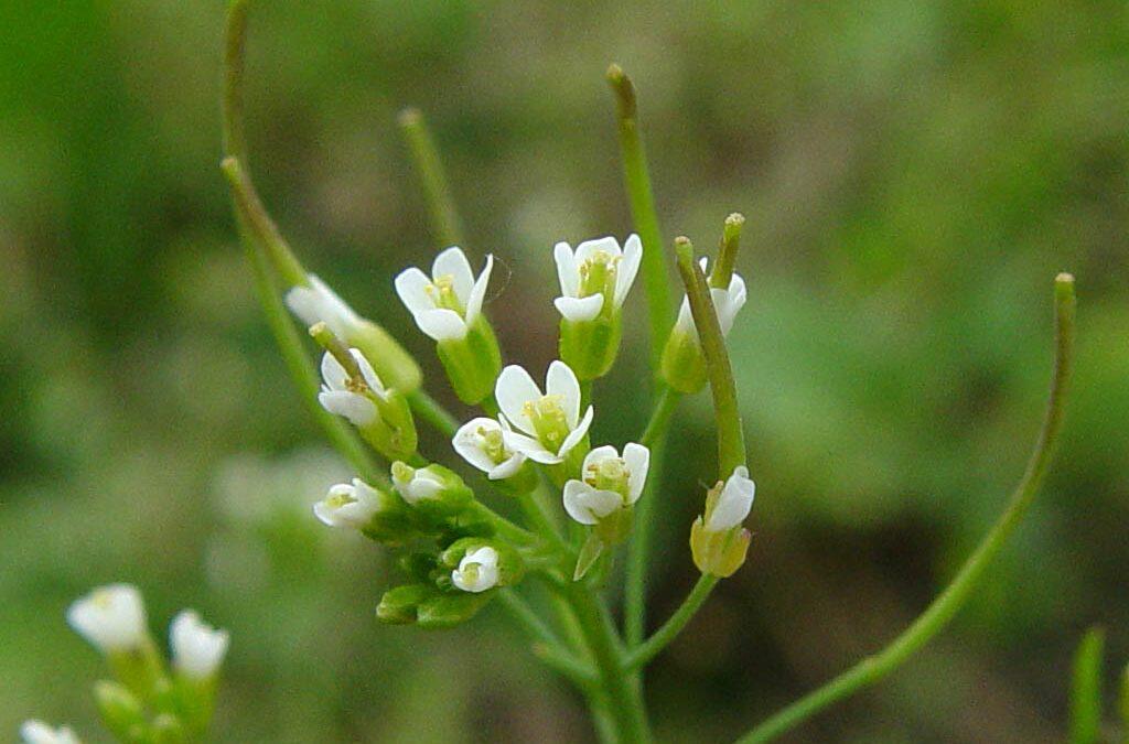 Plants have the means to genetically adapt to climate change