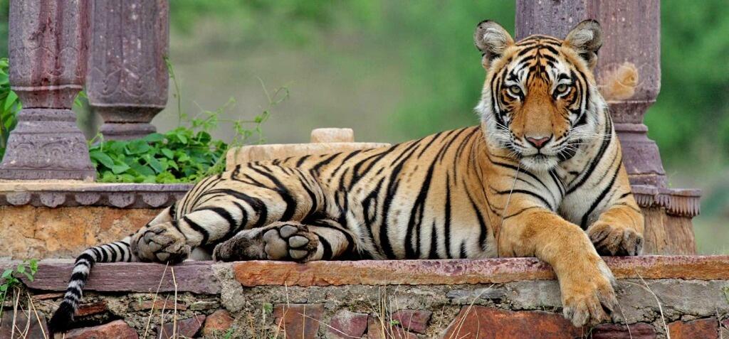 The World’s Most Photographed Tigress, Machli Of Ranthambore, Turned 20 This Month