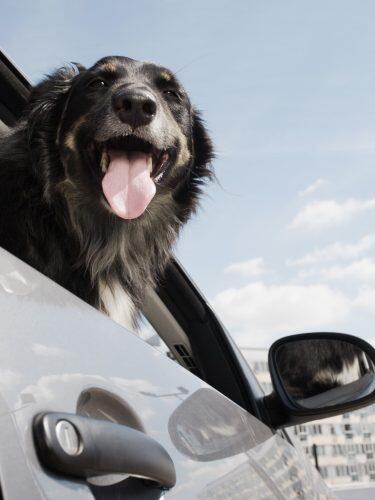 Dog in car