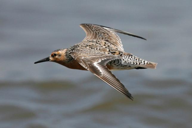 Shrinking Arctic bird suffers double hit from global warming