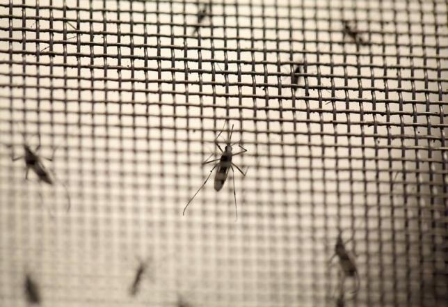 Bacteria blocks mosquitoes from transmitting Zika