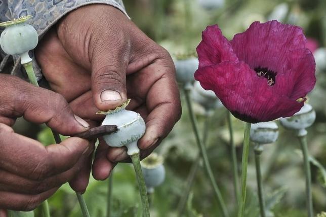 Mexico debates legalizing opium poppy for medicine