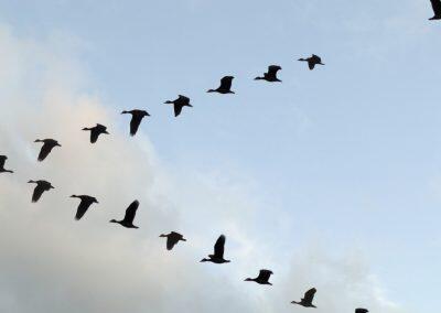 Flock of White-faced Whistling ducks flying in 'V' formation