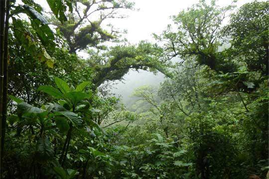 What are Second-Growth forests? How will they mitigate climate change?