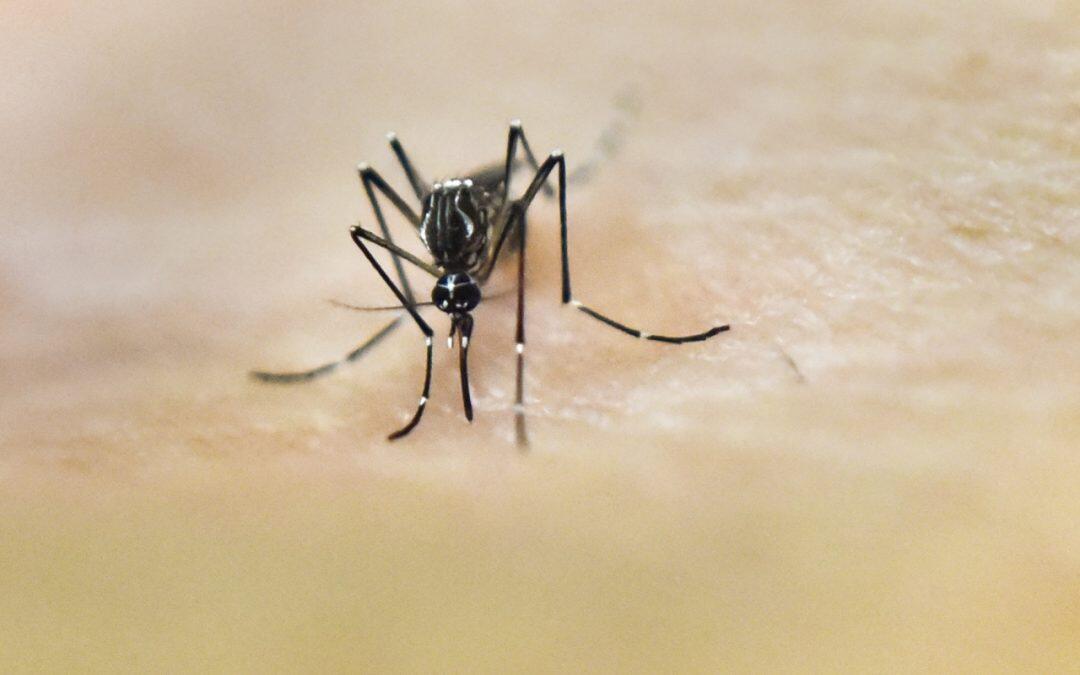 L’épidémie actuelle de Zika devrait s’éteindre d’elle-même dans les trois ans