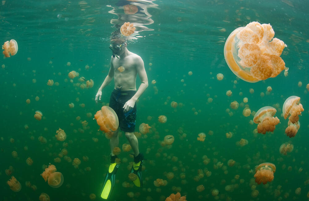 at Jellyfish Lake dive site in Palau on Friday, December 17, 2010.