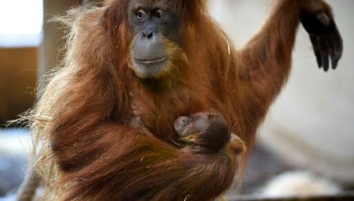 Moselle: naissance exceptionnelle d’un bébé orang-outang au zoo