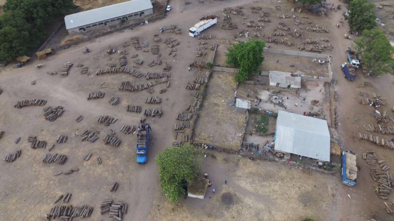 Trafic de bois au Sénégal: la Casamance menacée de déforestation d’ici deux ans