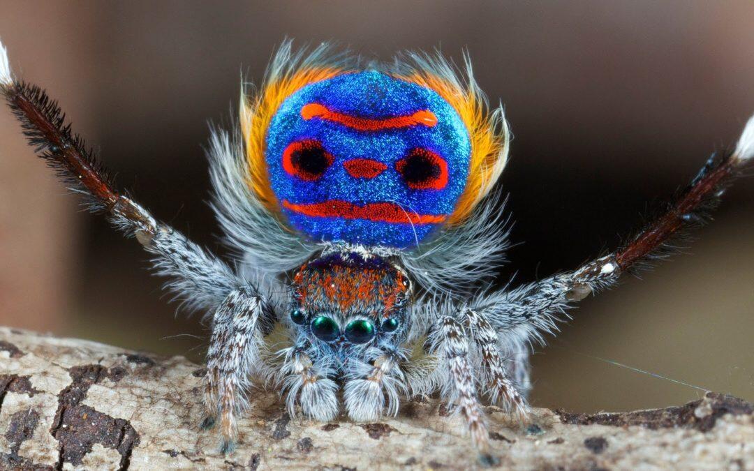 Even if these insects scare you… these dancing Peacock Spiders will fascinate you~