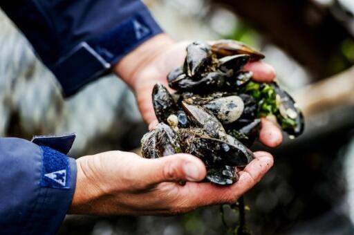 Mortalité des moules: le gouvernement français annonce un plan d’urgence de 4 millions d’euros