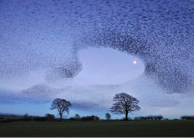 murmuration