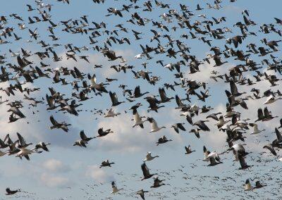 oak-hammock-geese