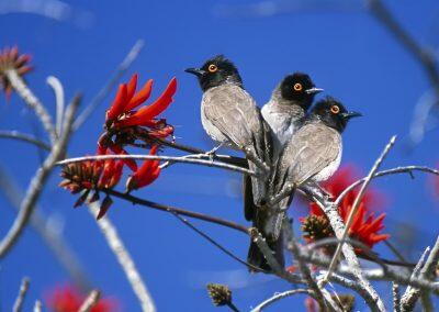 pajaros-namibia-africa-fondos-de-pantalla