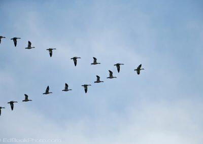 V-formation of Snow Goose (Chen caerulescens)  at Fir Island, Skagit River delta, Puget Sound, Washington, USA