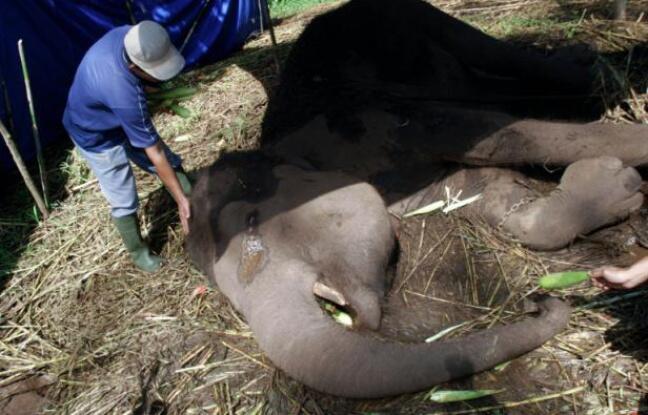 Indonésie: un éléphant de Sumatra, espèce menacée de disparition, meurt dans un zoo