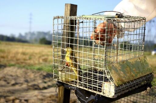 La France sommée une deuxième fois par Bruxelles d’arrêter de chasser les ortolans