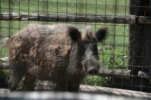 A Rome, une arche de Noé pour animaux victimes d’un trafic lucratif