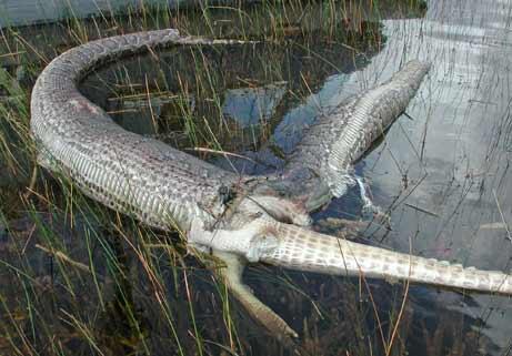 The ancestors of today’s snakes had legs with toes