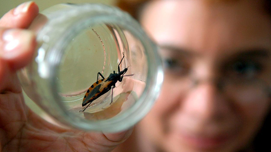 Identifican un gen que ayuda al sistema inmune a defenderse frente a la enfermedad de Chagas