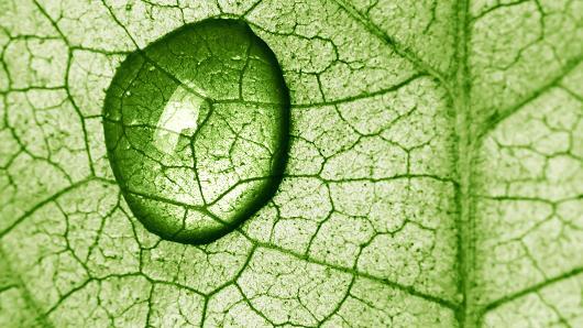 Clean fuel from ‘bionic leaf’ could ease pressure on farmland