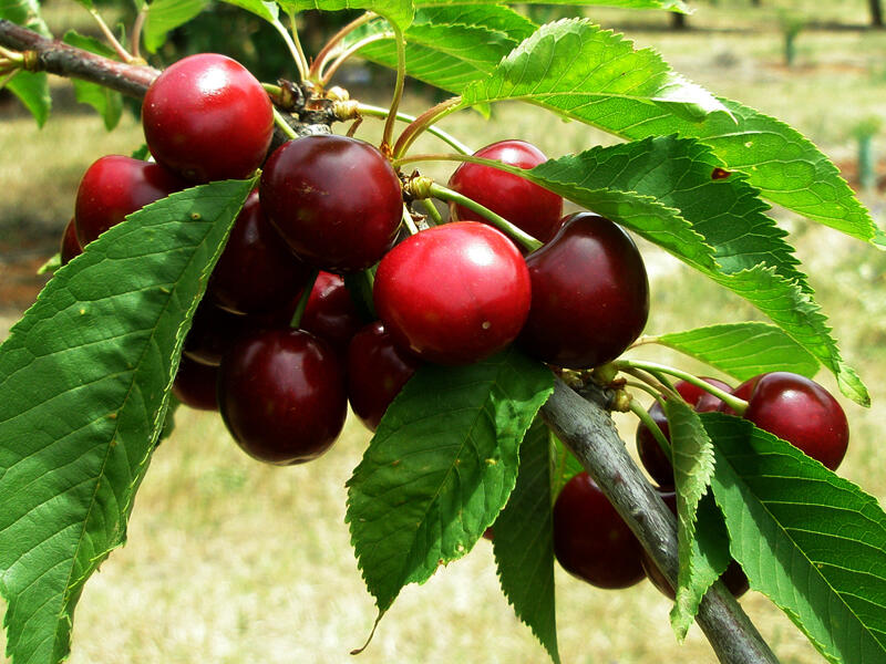 Early export cherries profit Turkish growers