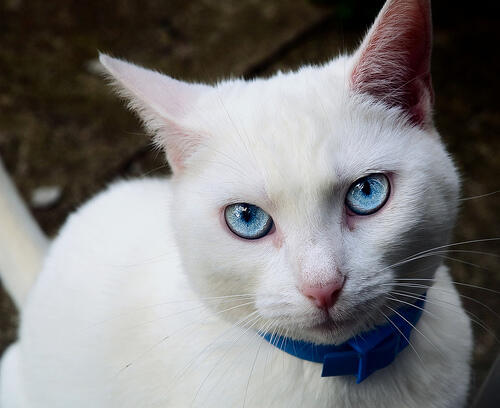 Did you know white cats with blue eyes are usually deaf