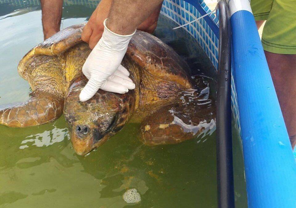 Green Area internationale visite la tortue Lucky… Bientôt une première tentative pour sa réadaptation