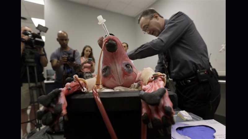 Crean perro sintético para estudiantes de veterinaria