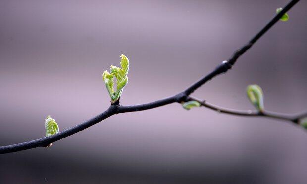 UK light pollution ‘causing spring to come a week earlier’