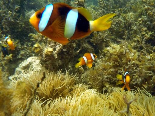 Des pêcheries à l’aquarium, le monde impitoyable de Nemo et Dory