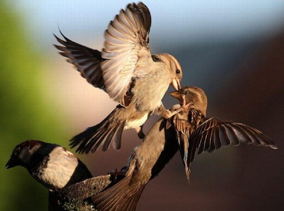 عصفور الدوري يعاقب أنثاه إذا شك بخيانتها! (دراسة)