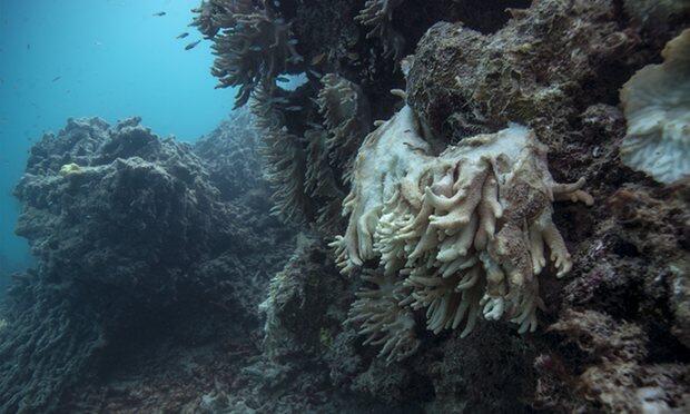 UN committee may again consider listing Great Barrier Reef as ‘in danger’