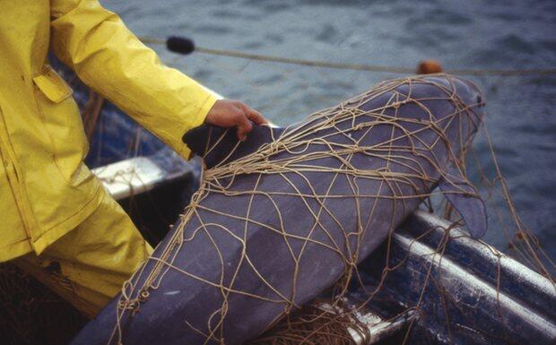 Conservationists debate how to save Mexico’s vaquita porpoise